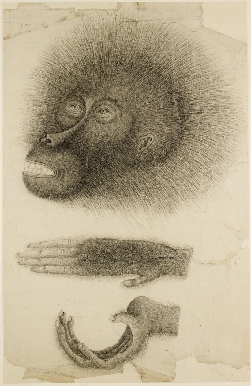 Huvudet och händerna på en orangutang, ca 1818-30 (penna och akvarell på papper) av British School
