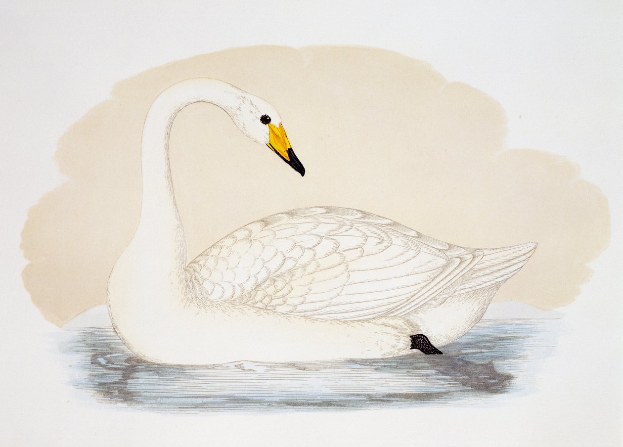 Vild svan (Cygnus cygnus), gravyr, Storbritannien av British School