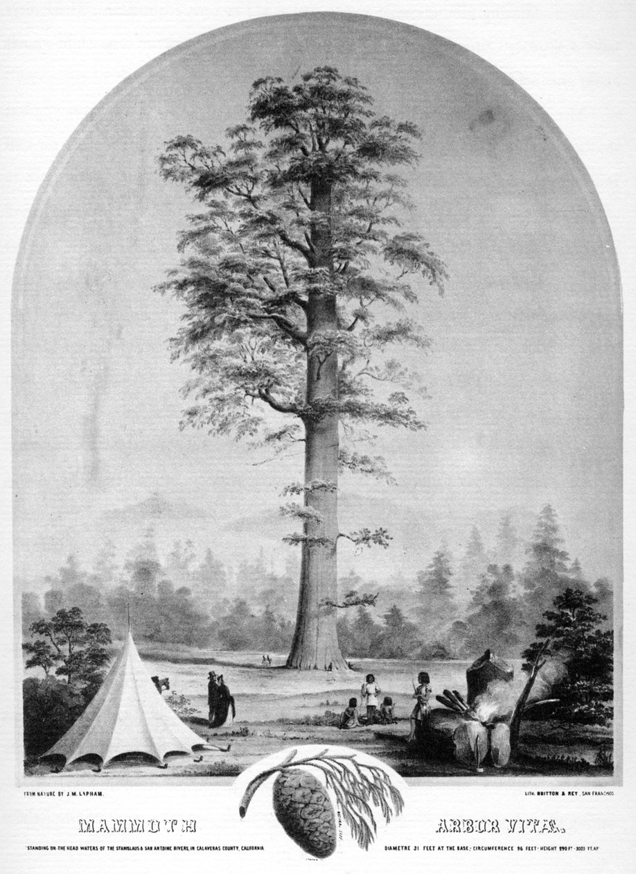 Ett högt träd, Kalifornien, USA, 1800-talet 1937. av Britton and Rey