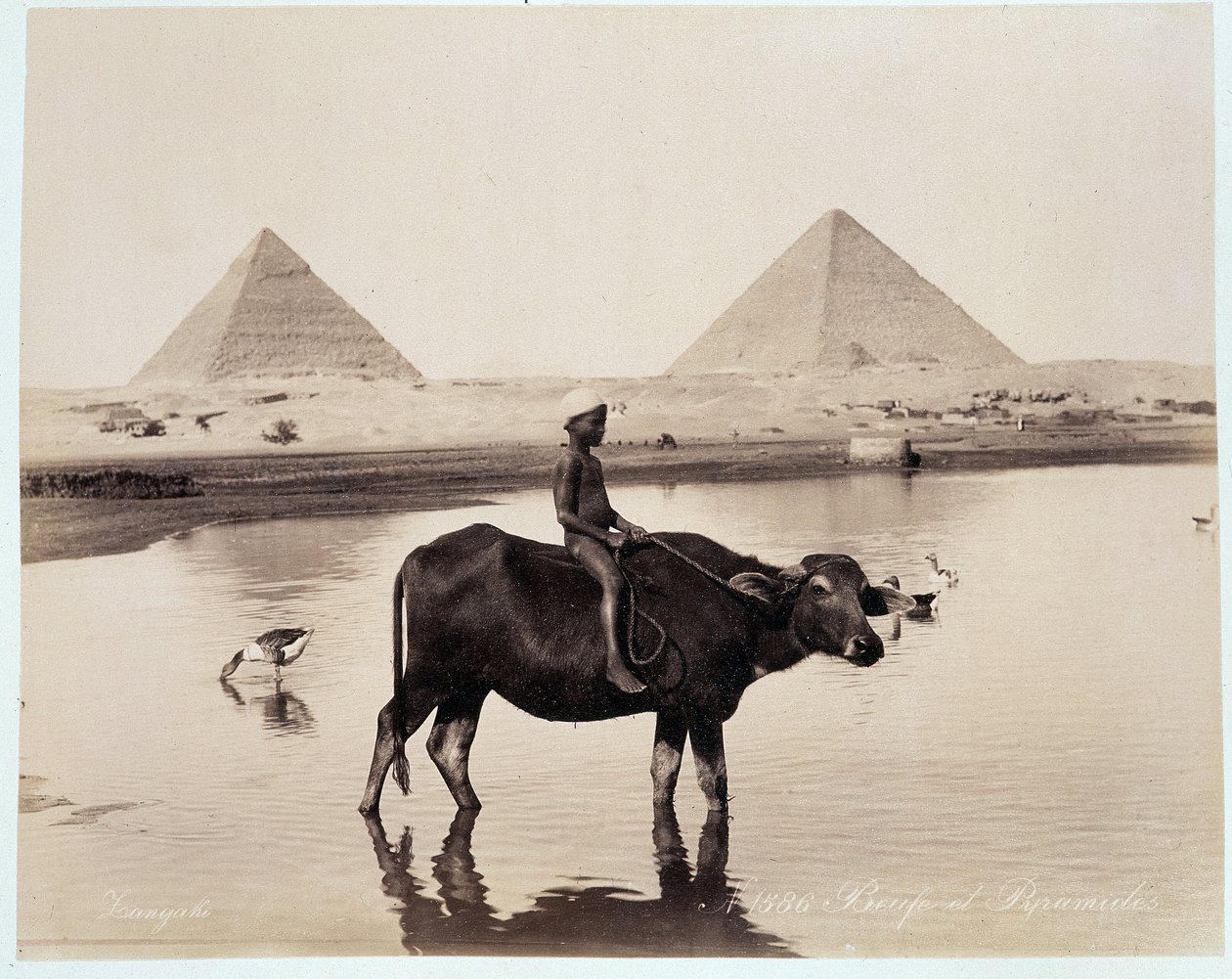 Ett barn och en oxe i en vattenmassa vid foten av pyramiderna Chephren (Khephren) och Kheops (Cheops, Keops, Khoufu, Khufu) a Guizeh (Guiseh, Giza, Giza) - fotografi av Freres Zangali, sent 19:e århundrade av Brothers Zangaki