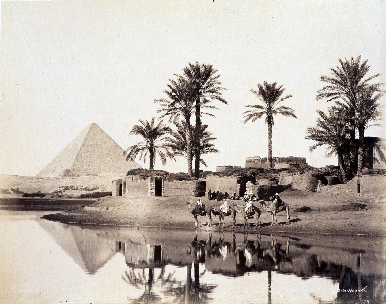 Kameler som dricker vid foten av pyramiderna i Egypten - fotografi av bröderna Zangali, sent 1800-tal av Brothers Zangaki