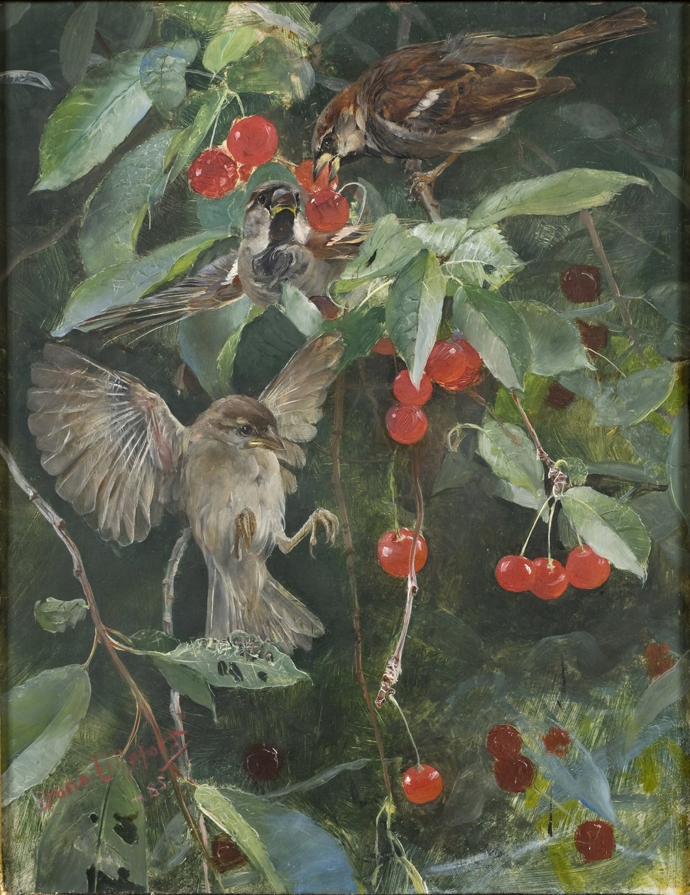 Sparvar i ett körsbärsträd, 1885 av Bruno Andreas Liljefors