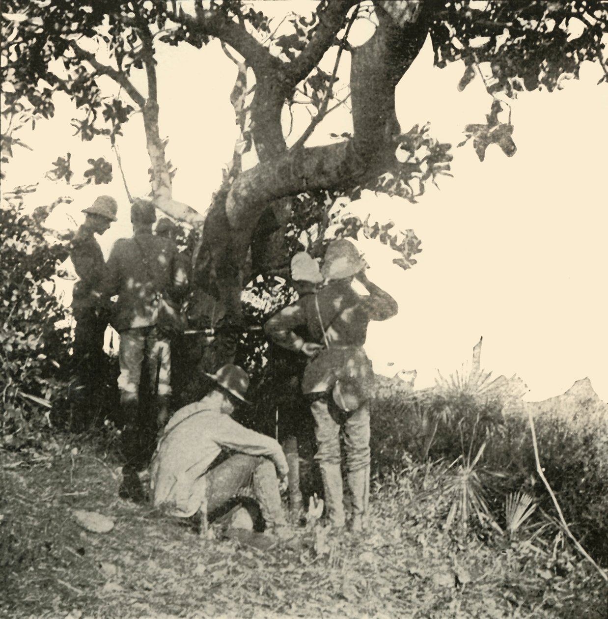 Träd från vilket kapten Paget...såg...San Juan-slaget, spansk-amerikanska kriget, juni 1898, 1899. av Burr McIntosh