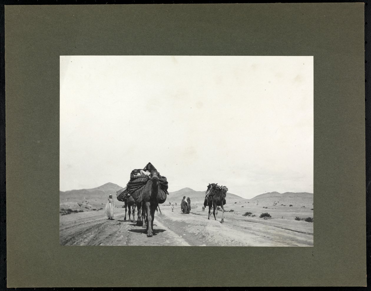 Kameler på en grusväg, förmodligen i Nordafrika, 1899 (silvergelatintryck) av Byron Company