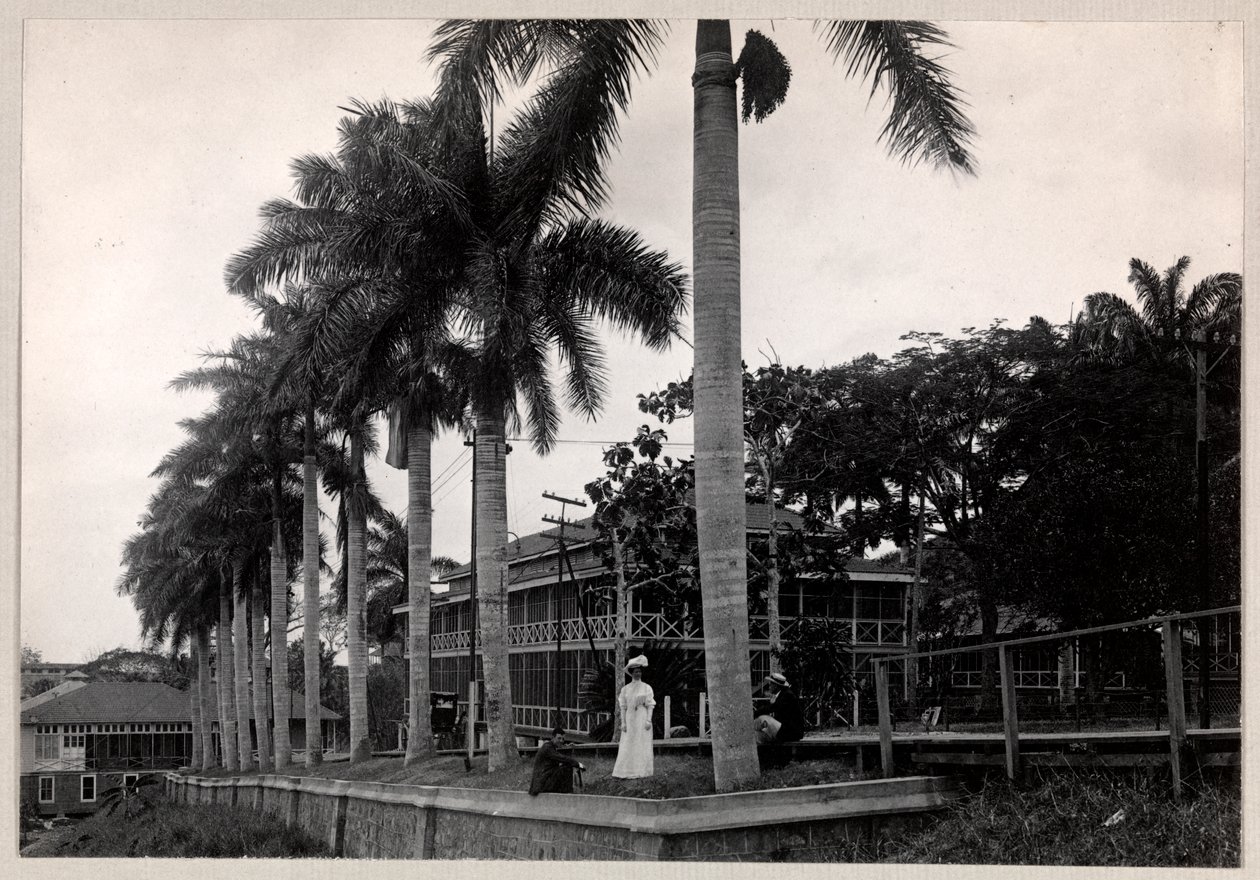 Grupp med två män och en kvinna under en palm under byggandet av Panamakanalen, 1912 eller 1913 (silvergelatintryck) av Byron Company