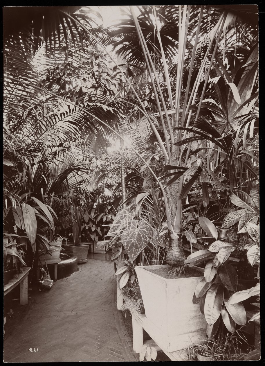 Växter i ett växthus på Helen Goulds egendom (Jay Goulds hem) i Tarrytown, New York, 1894 (silvergelatintryck) av Byron Company