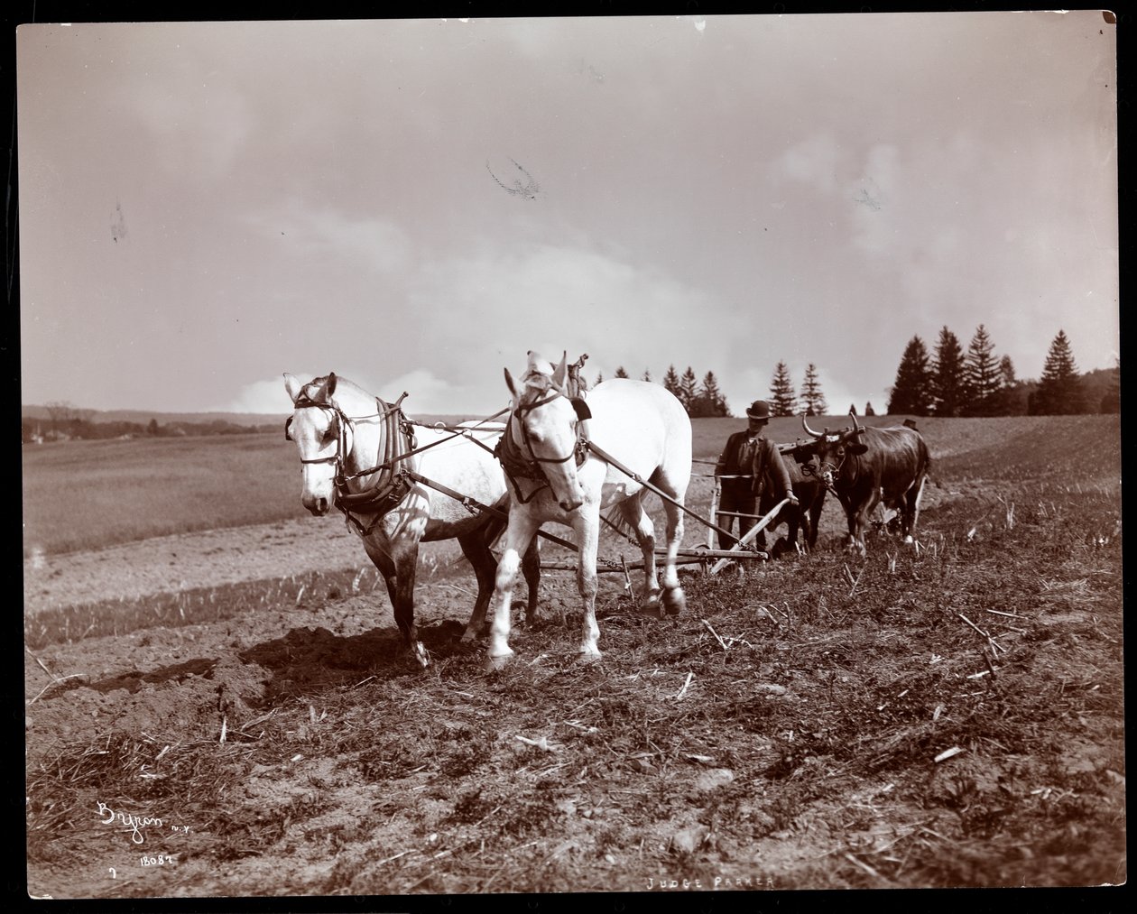 Plöjning på Alton Brooks Parkers egendom, Esopus Creek, New York, 1904 (silvergelatintryck) av Byron Company