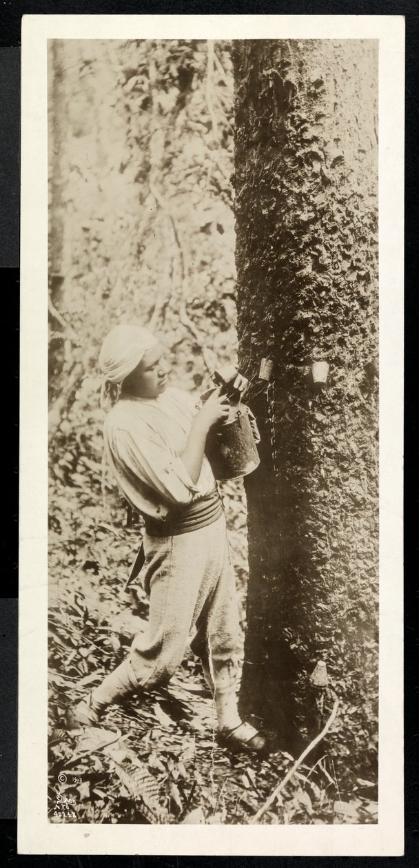 Vy över en man som samlar gummi från ett gummiträd, förmodligen i Panama under byggandet av kanalen, 1913 (silvergelatintryck) av Byron Company