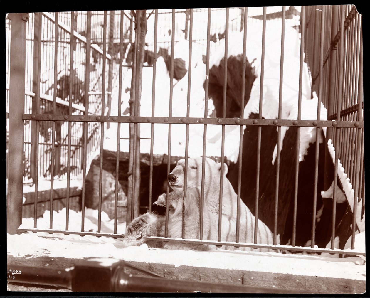 En isbjörn i en bur på Central Park Zoo, New York, 1898 (silvergelatintryck) av Byron Company