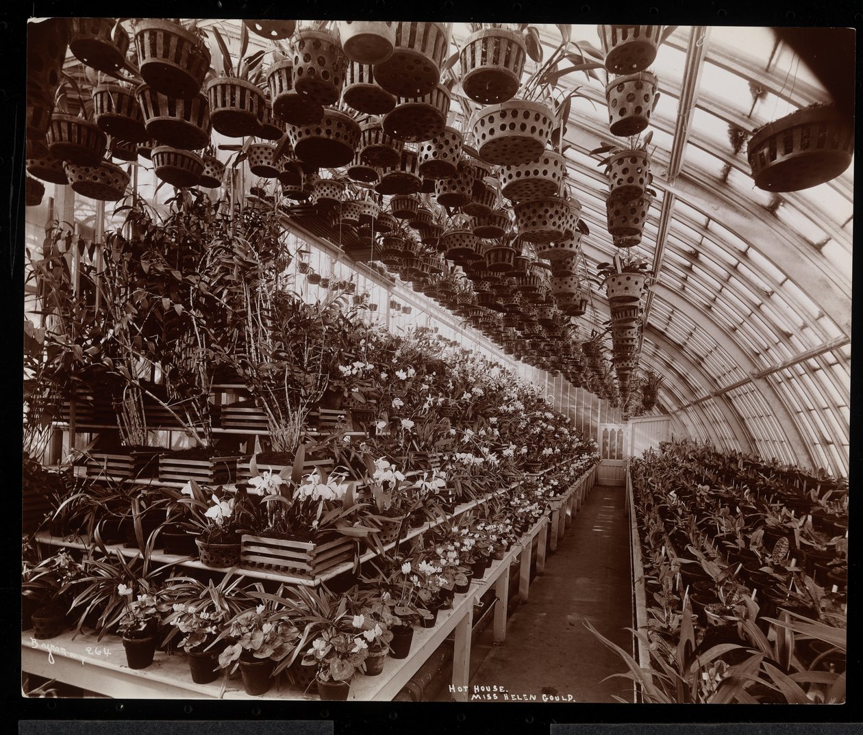 Orkidéer i ett växthus på Helen Gould-gården (sen Jay Goulds bostad) i Tarrytown, New York, 1894 (silvergelatintryck) av Byron Company