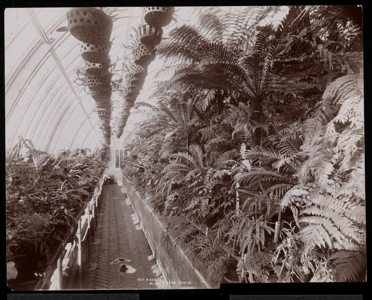 Växter i ett växthus på Helen Gould-gården (sen Jay Goulds bostad) i Tarrytown, New York, 1894 (silvergelatintryck) av Byron Company