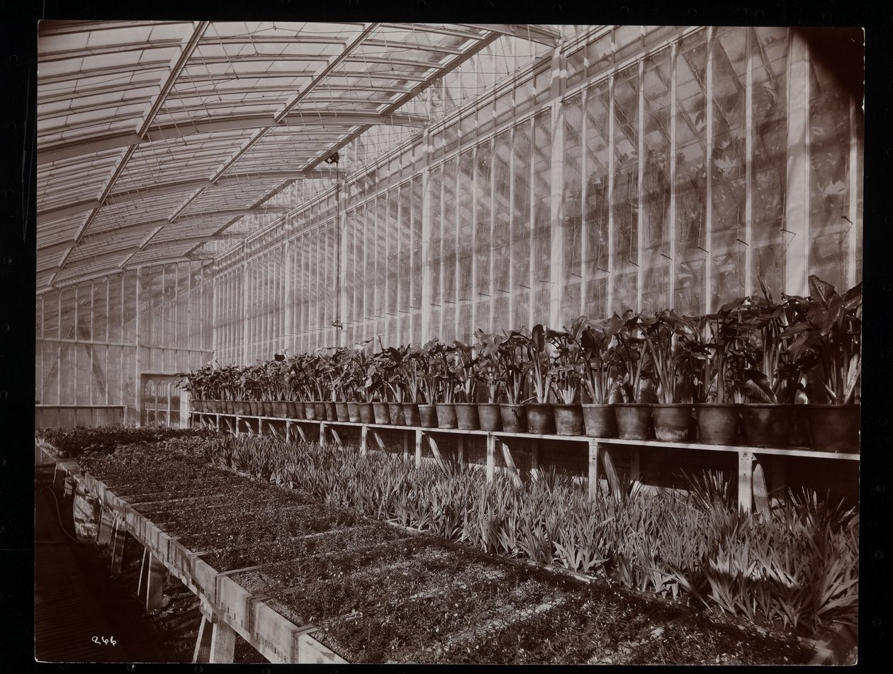 Växter i ett växthus på Helen Gould-gården (sen Jay Goulds bostad) i Tarrytown, New York, 1894 (silvergelatintryck) av Byron Company