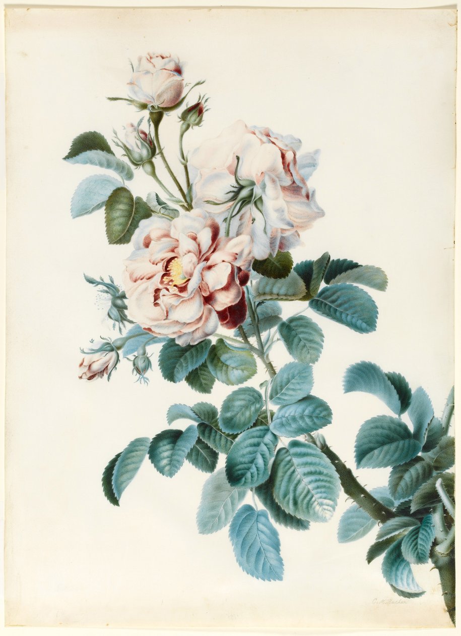 Damask Rose (wc & bodycolour över grafitkontur på pergament) av C. M. Bucher