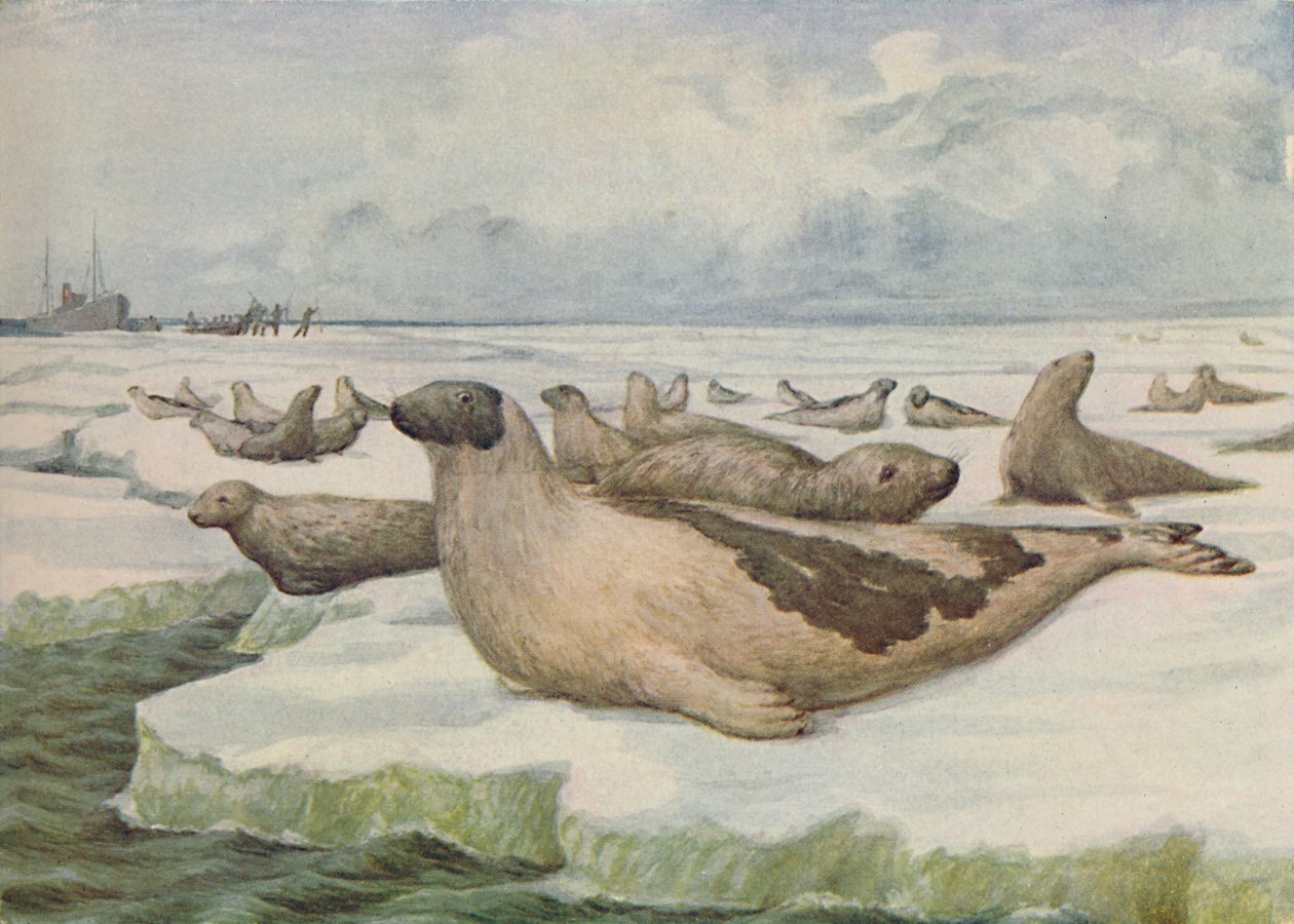 "Säljakt, Newfoundland", 1916 av C.G Lowther