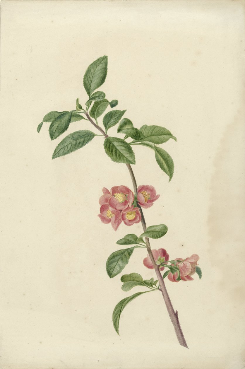 Blommande gren japanska körsbär av C.J. Kruimel