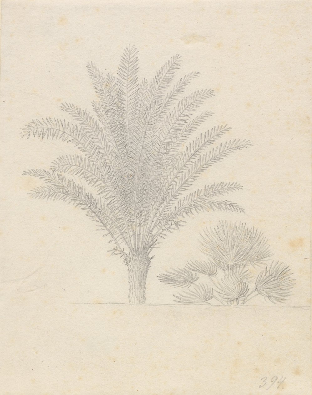 Palmträd och blad grupp av Christoffer Wilhelm Eckersberg