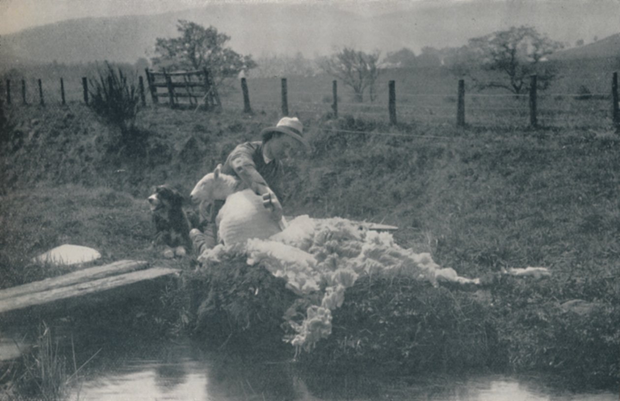 Fårklippning, 1910 av C. Reid