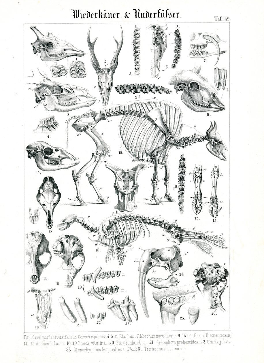 Anatomisk illustration av idisslare och sälar av C. Roth