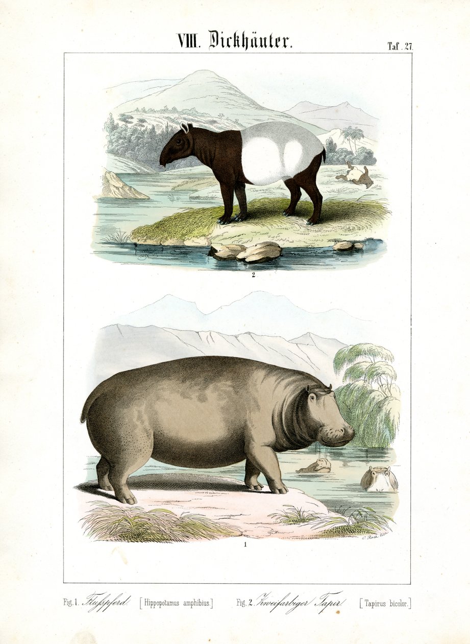 Flodhäst och tapir av C. Roth