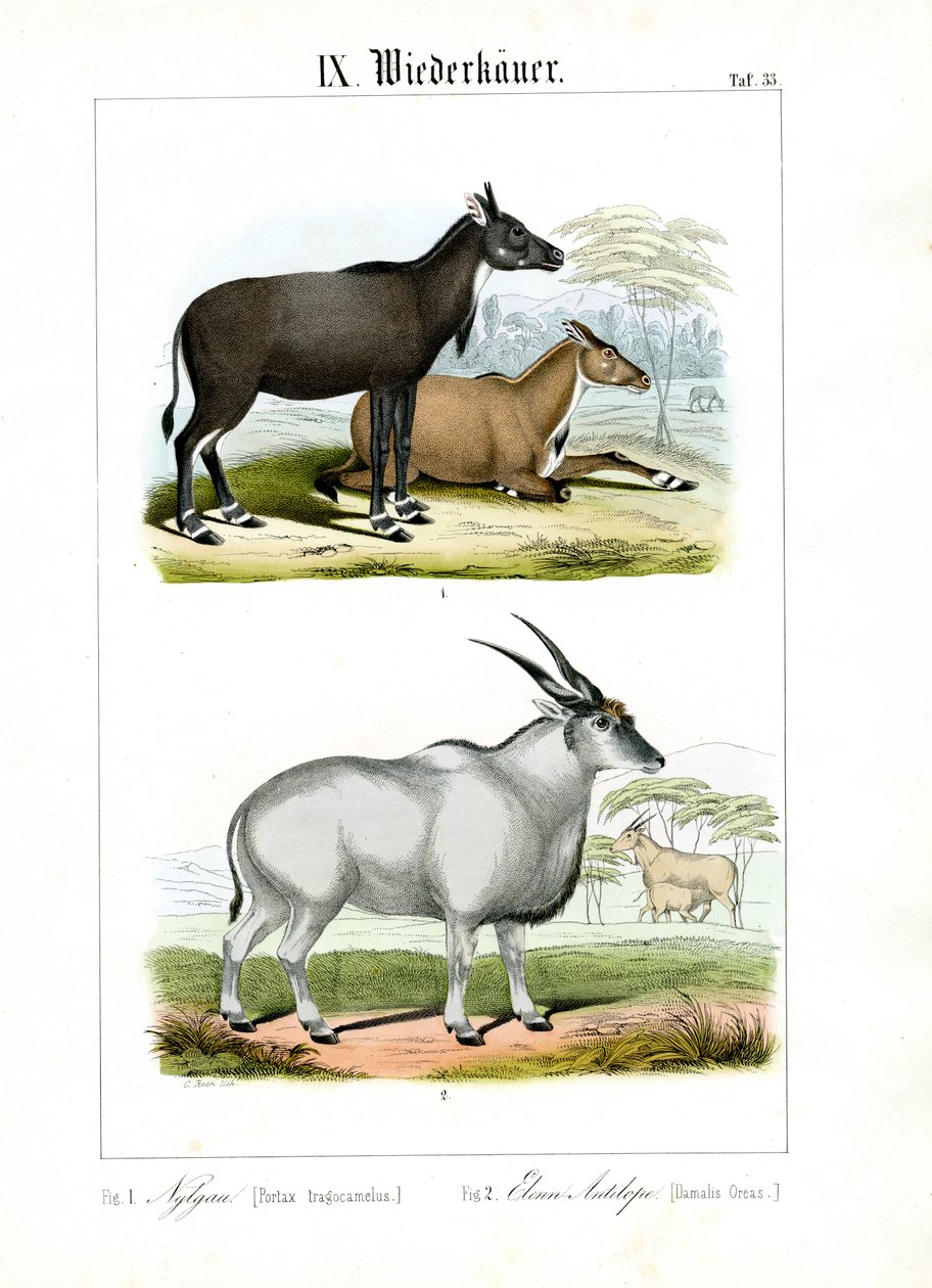 Nilgai- och Eland-antiloper av C. Roth