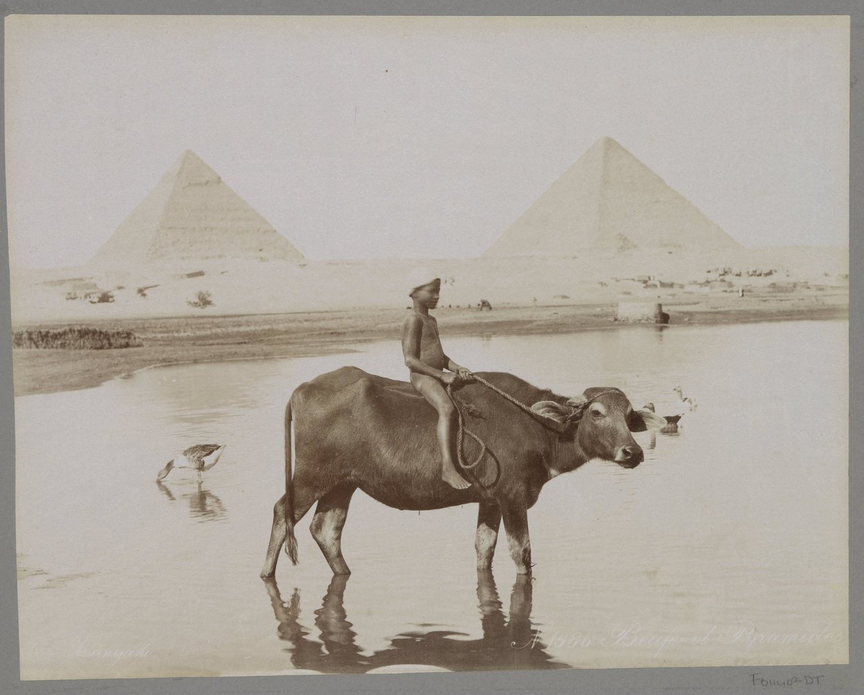 Pojke på en buffel med två pyramider i Egypten i bakgrunden Beufe et Pyramides (titel på objekt) av C. and G. Zangaki
