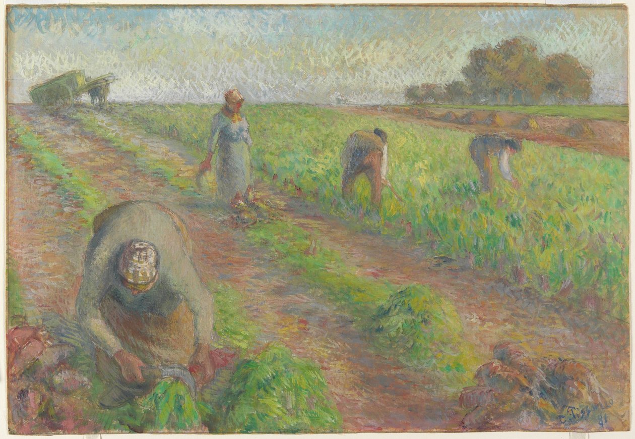 The Beet Harvest, 1881 (gouache över grafit på linne) av Camille Jacob Pissarro