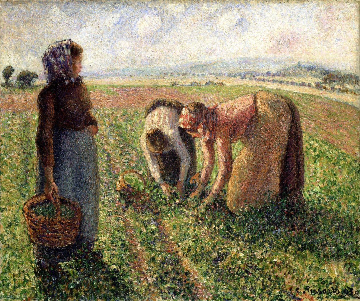 Ärtskörd, Eragny, 1893. av Camille Jacob Pissarro