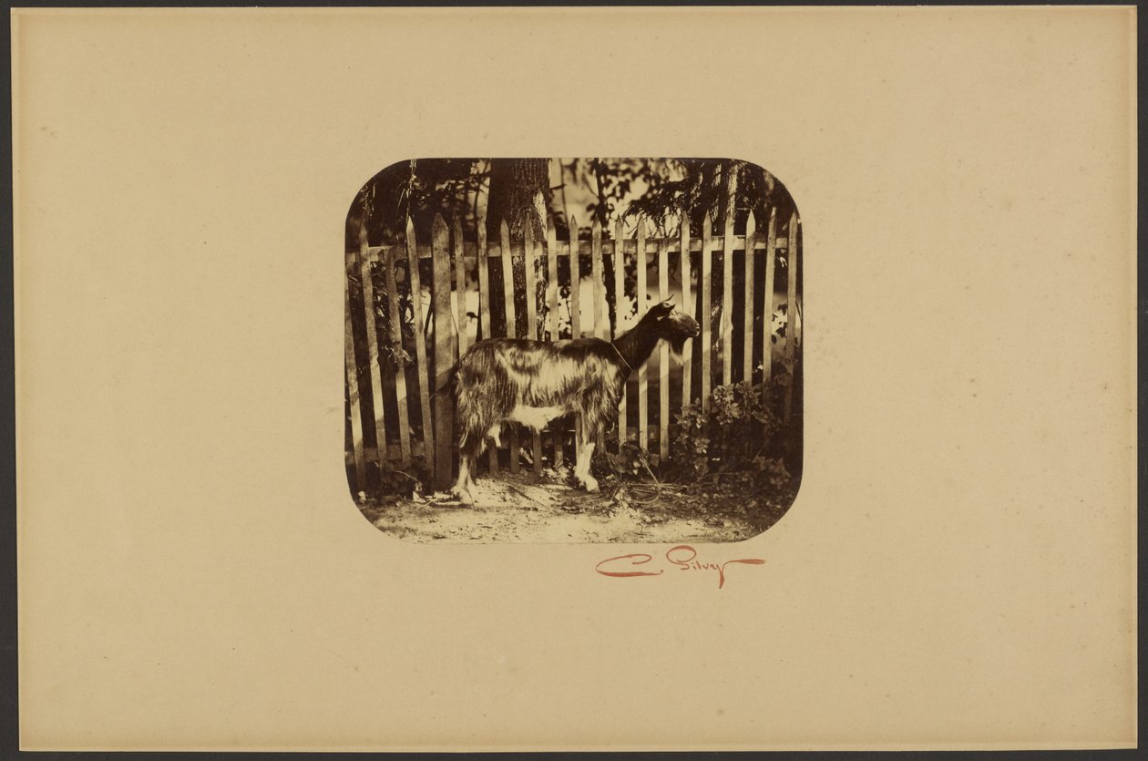 [Get] av Camille Silvy