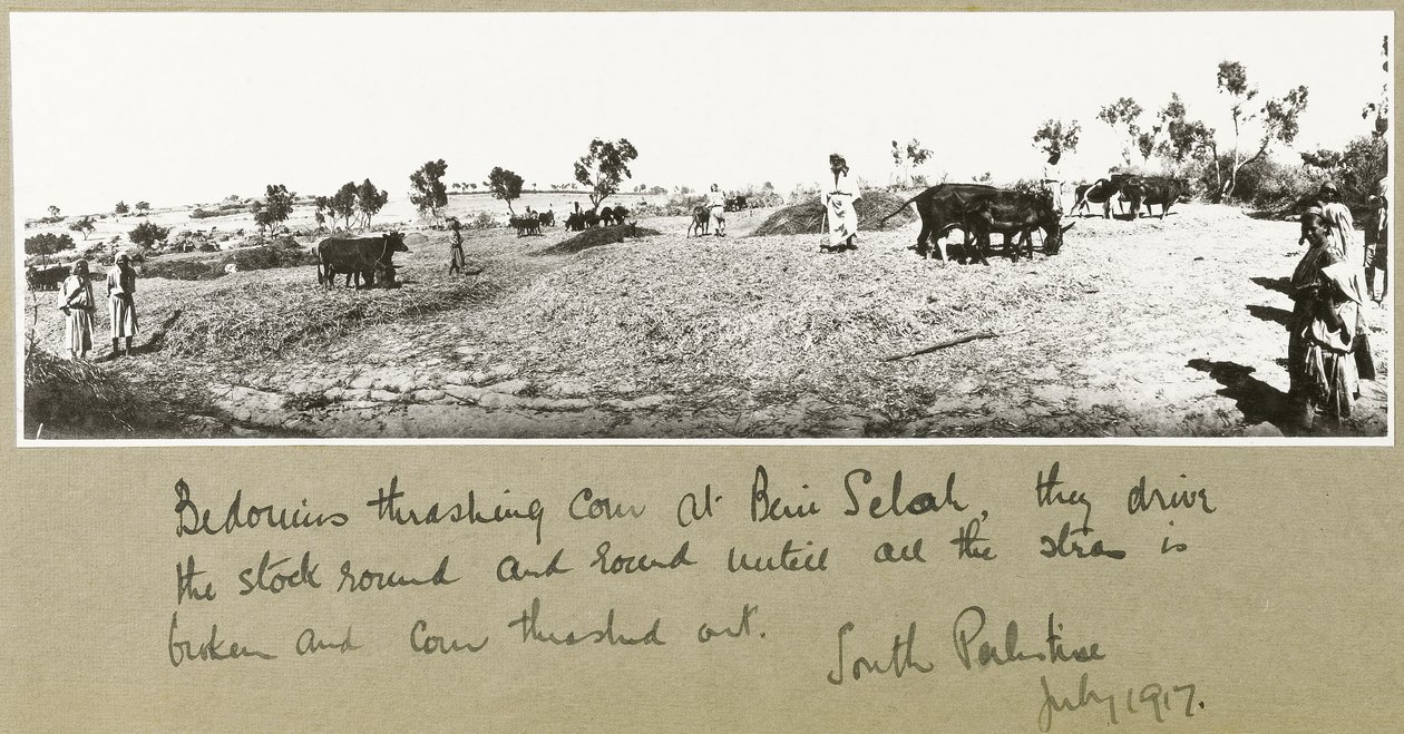 Beduiner tröskar majs vid Beni Saleh, juli 1917 av Capt. Arthur Rhodes