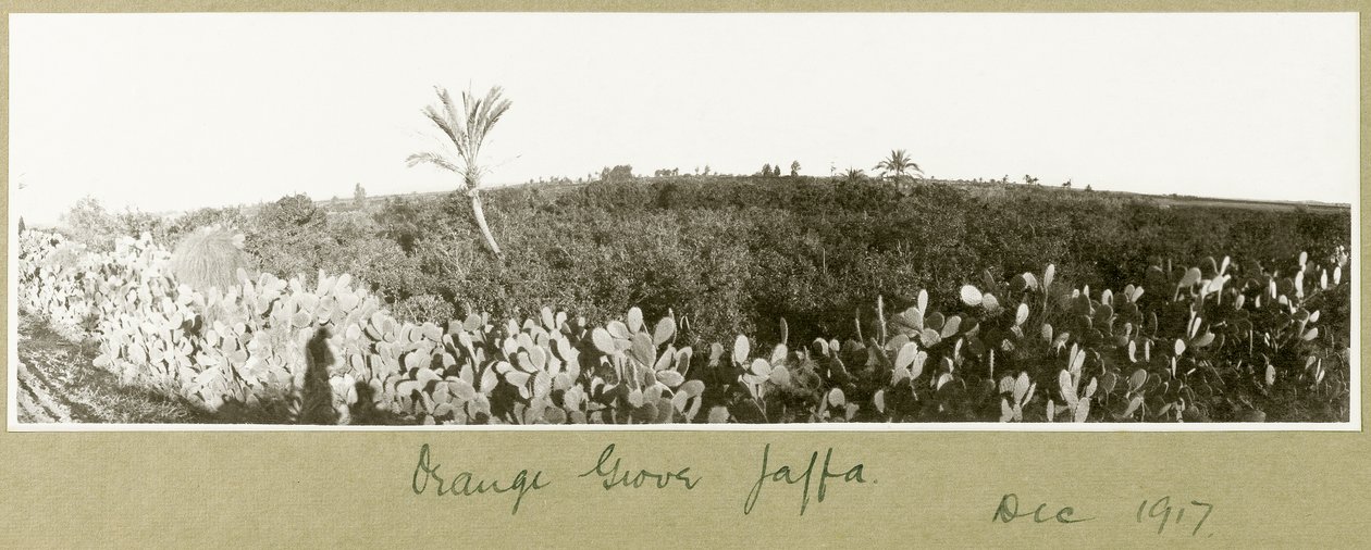 Orange Grove, Jaffa, december 1917 av Capt. Arthur Rhodes