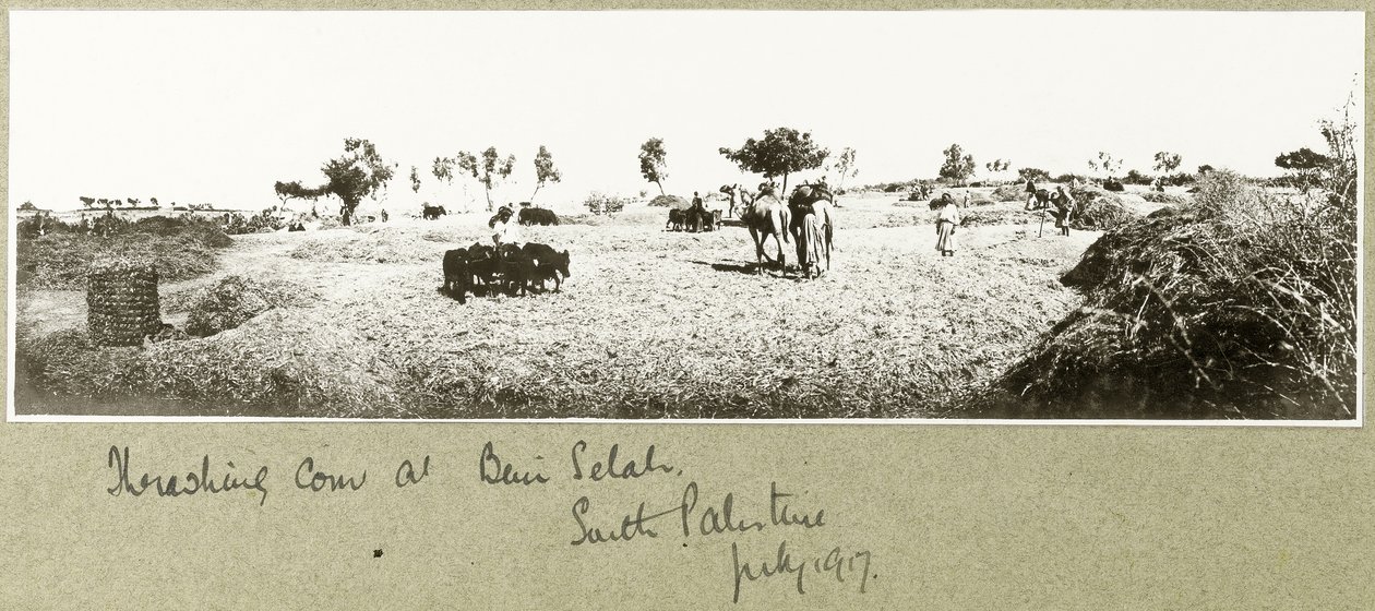 Tröskning av majs i Beni Selah, juli 1917 av Capt. Arthur Rhodes