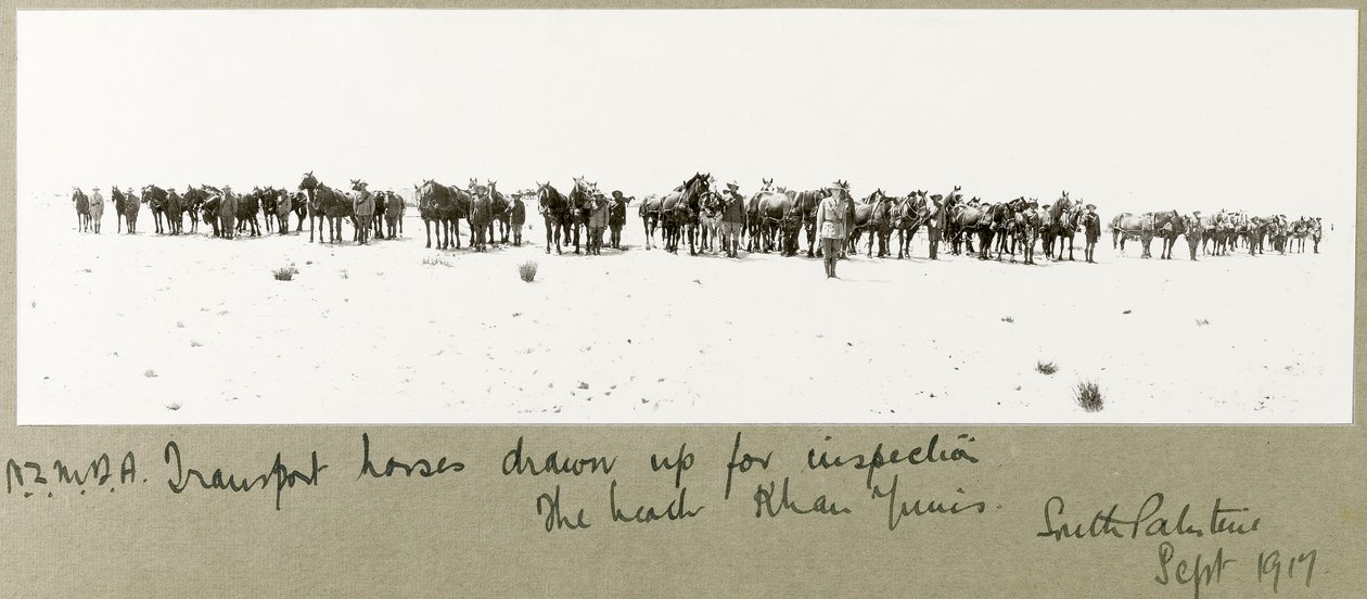N.Z.M.F.A. transportera hästar utarbetade för inspektion på stranden, Khan Yunis, september 1917 av Capt. Arthur Rhodes