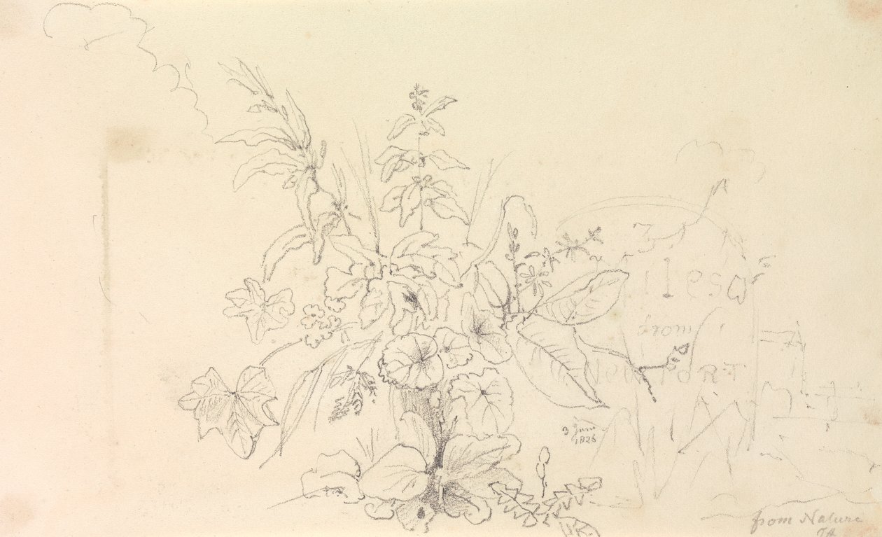 Skiss över växter och en milstolpe från naturen, 3 juni 1826 av Capt. Thomas Hastings