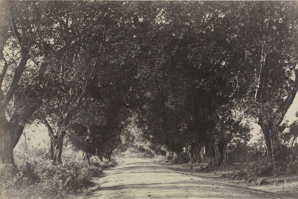 Avenue of the Banyan Trees, Sheringham, Indien av Captain Linnaeus Tripe
