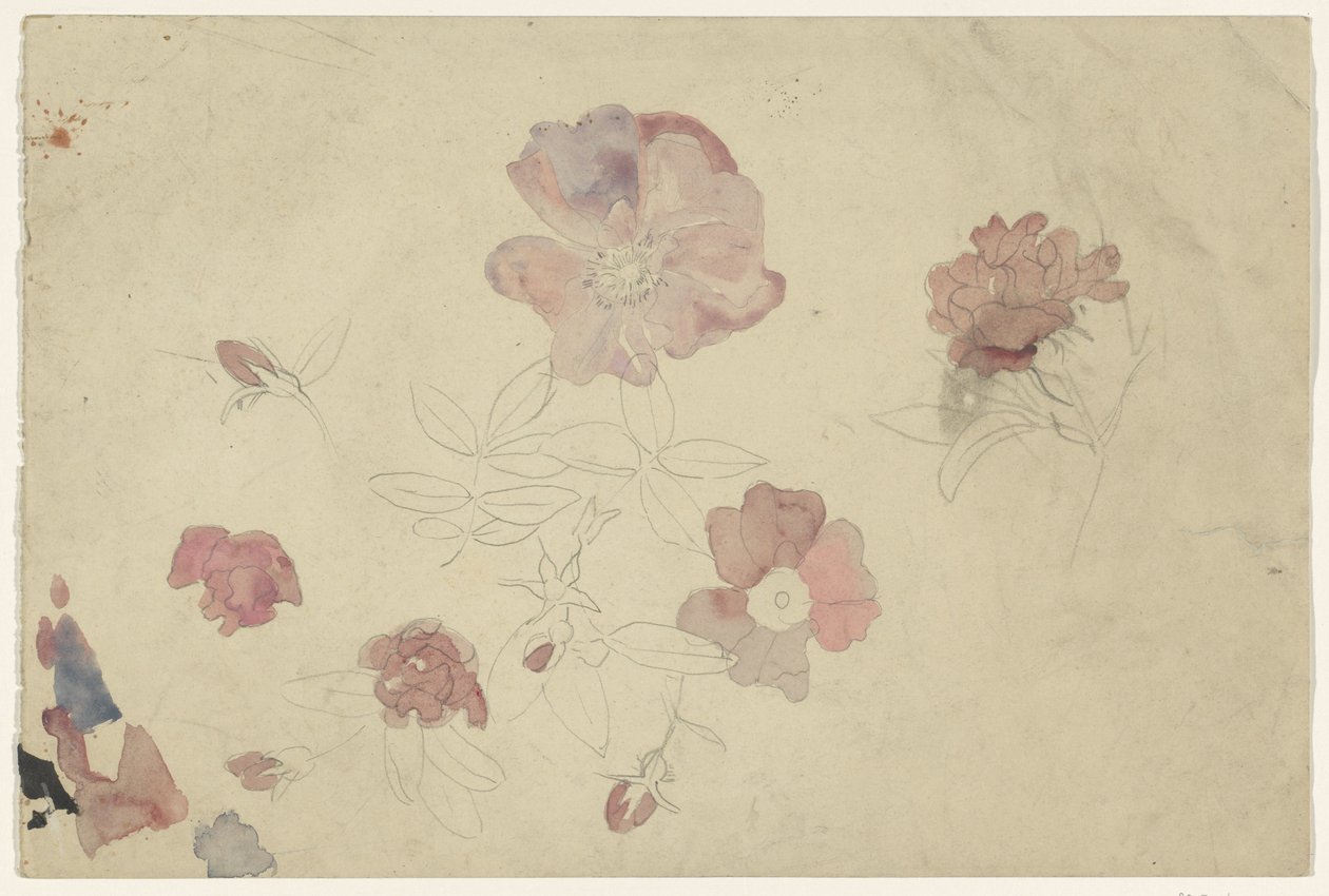 Blomsterstudier i lila och rosa av Carel Adolph Lion Cachet