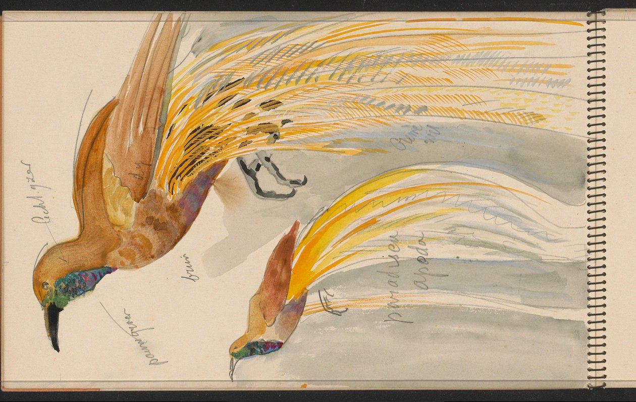 Großer Paradiesvogel av Carel Adolph Lion Cachet