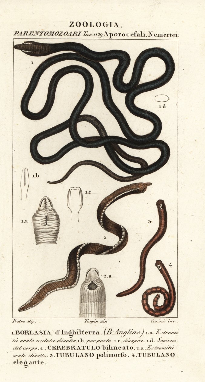 Skosnörsmask, Lineus longissimus 1, Borlasia angliae 1, snabelmask, Cerebratulus bilineatus 2, Cerebratulus bilineatus 2, bandmask, Tubulanus polimorphus 3, Tubulanus elegans 4 av Carini Carini