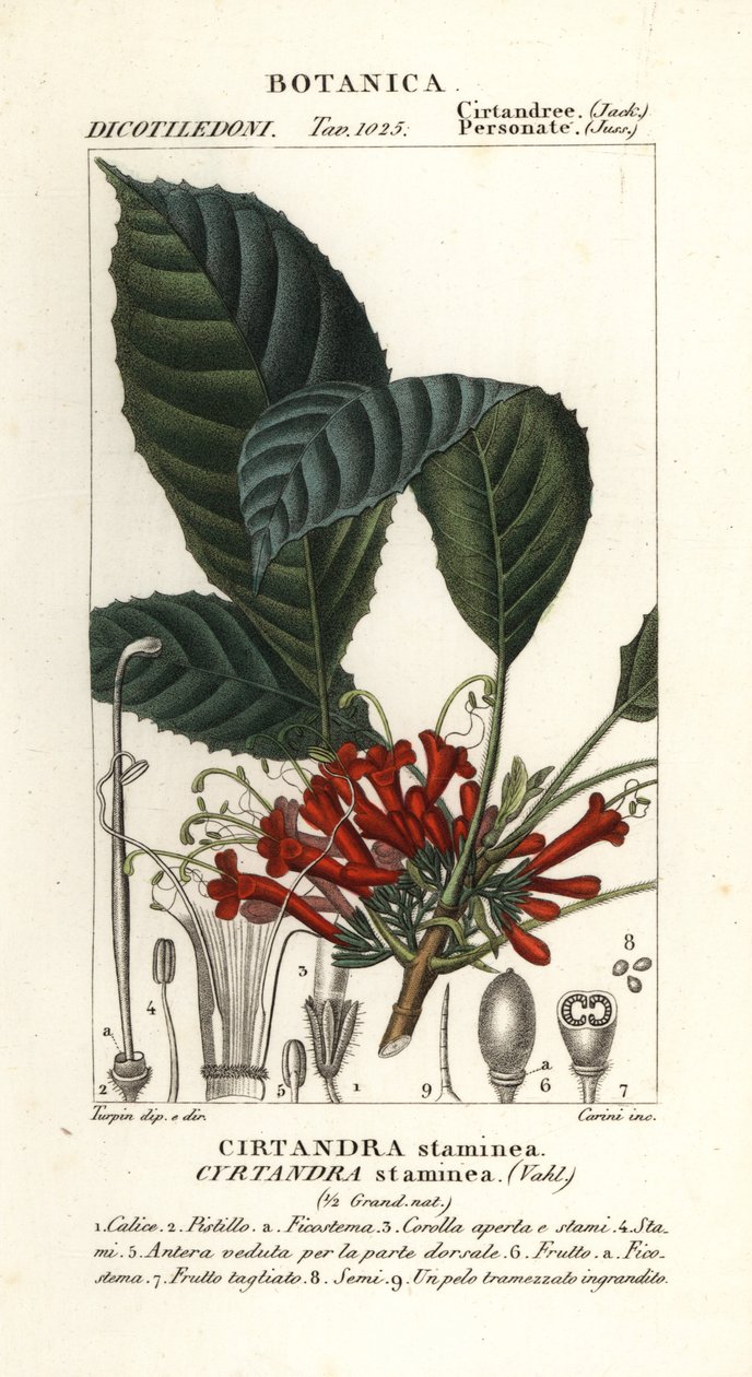 Cyrtandre planta, Cyrtandra staminea, Cirtandra staminea av Carini Carini