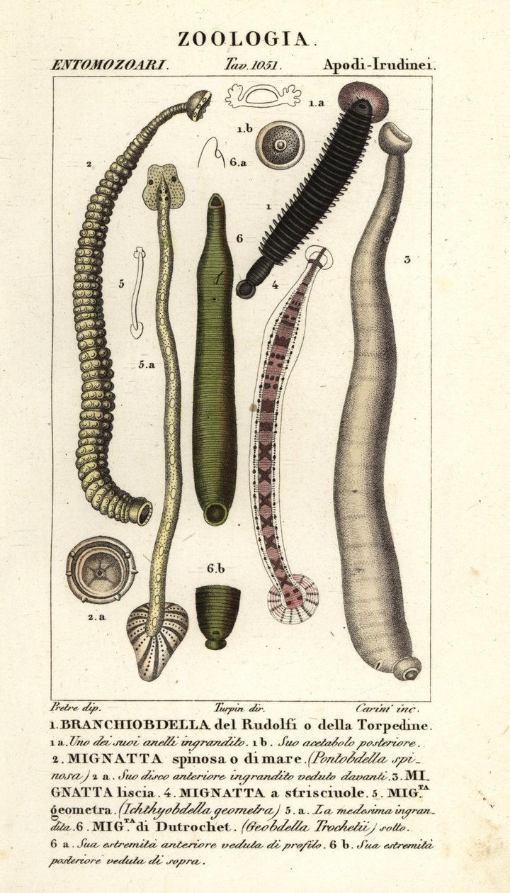Fiskiglar och sötvattensiglar: Branchiobdellida 1, Pontobdella spinosa 2, Whitmania laevis 3, Hirudo vittata 4, Piscicola geometra 5, Ichthyobdella geometra 5, Geobdella trochetii 6 av Carini Carini