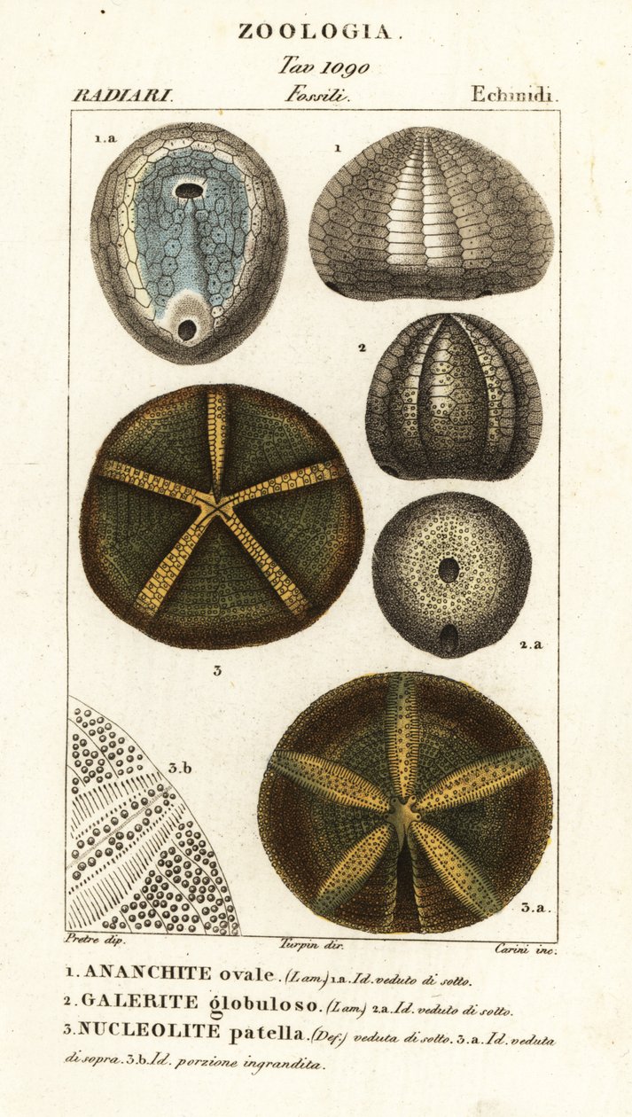 Fossil av utdöda sjöborrar: Echinocorys (Ananchites) 1, Galerites globulosus 2 och Nucleolites patella 3 av Carini Carini