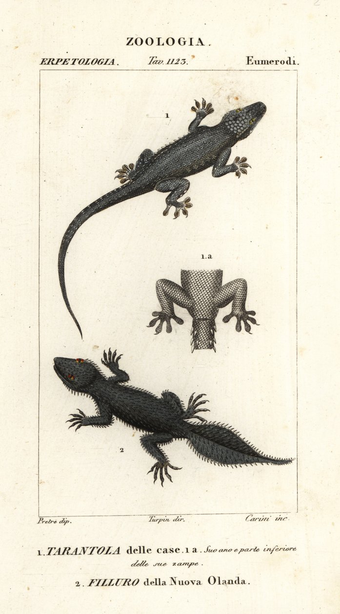 Husgecko, Hemidactylus frenatus 1, och bredsvansad gecko, Phyllurus platurus 2 av Carini Carini