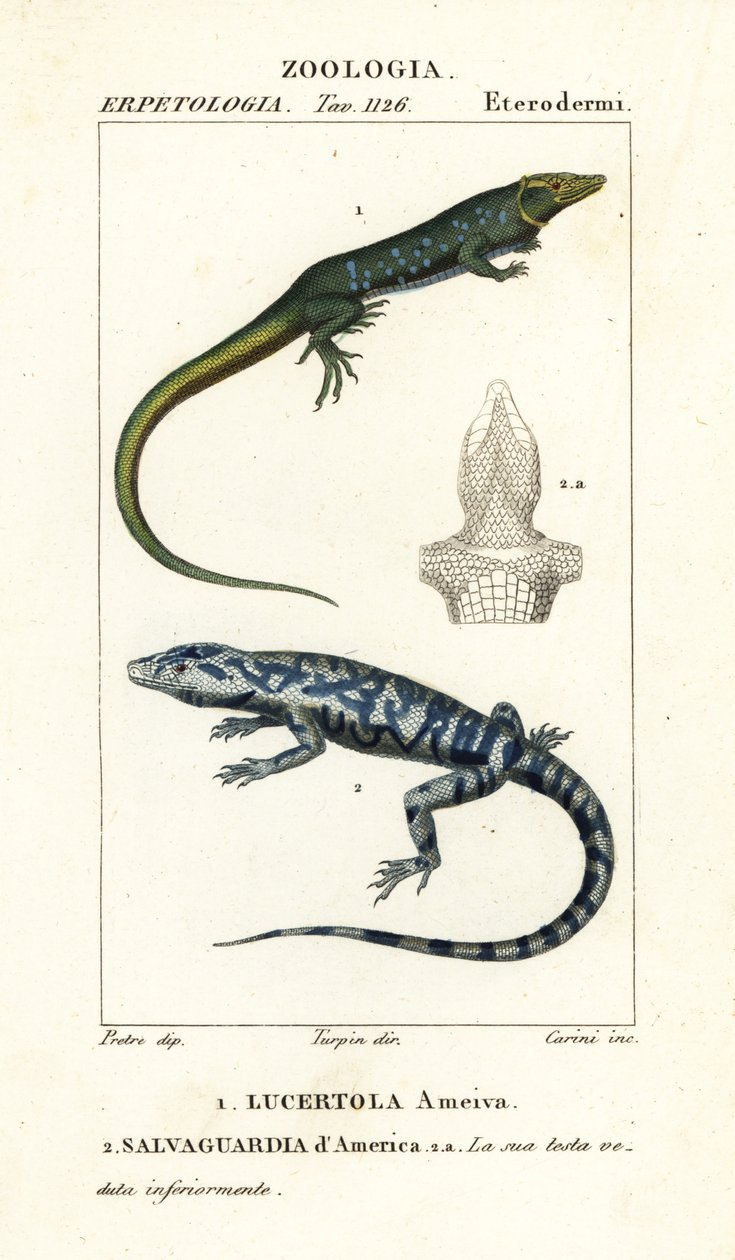 Jungle-runner, Ameiva ameiva,, Lucertola ameiva 1 och golden tegu, Tupinambis teguixin, Safeguard of America av Carini Carini