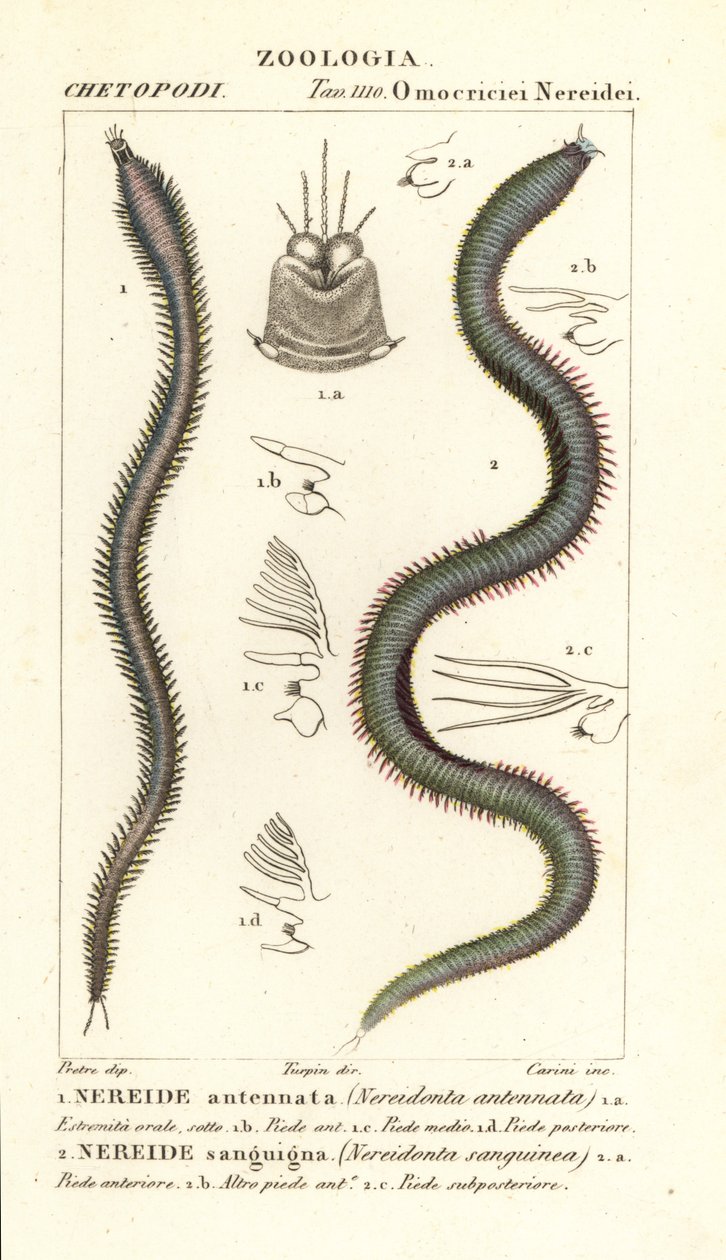 Leodice antennata, Nereidonta antennata 1 och Eunice sanguinea, Nereidonta sanguinea 2 av Carini Carini