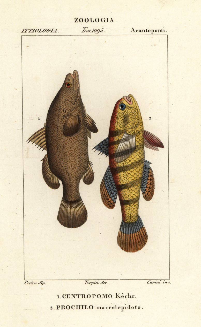 Nilabborre, Lates niloticus, och sovfisk eller gudgeon, Ophiocara macrolepidota av Carini Carini