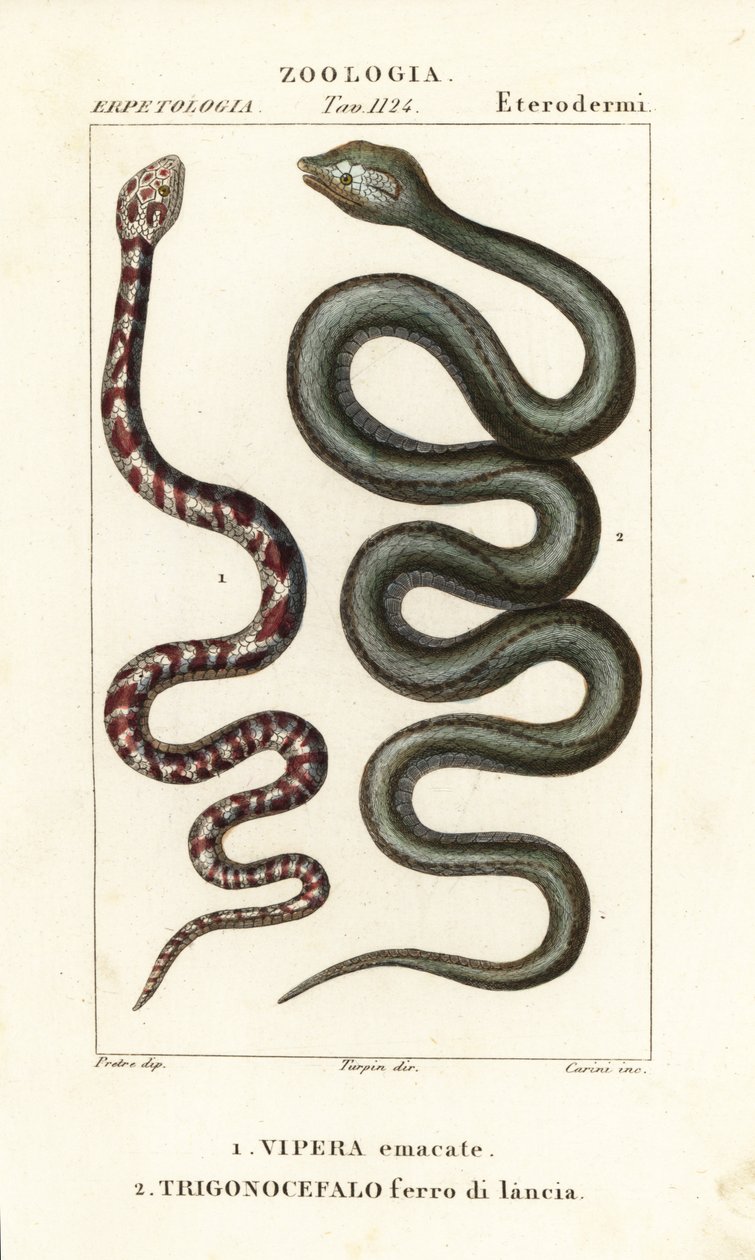 Ringhalsad spottkobra, Hemachatus haemachatus 1, och Martinique lanshuvud, Bothrops lanceolatus 2 av Carini Carini