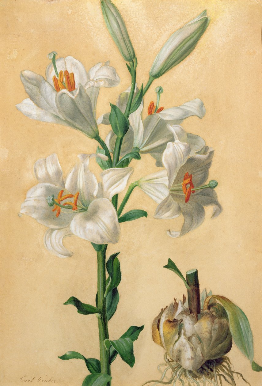 Vit lilja (Amaryllis Candidum) (gouache) av Carl Franz Gruber