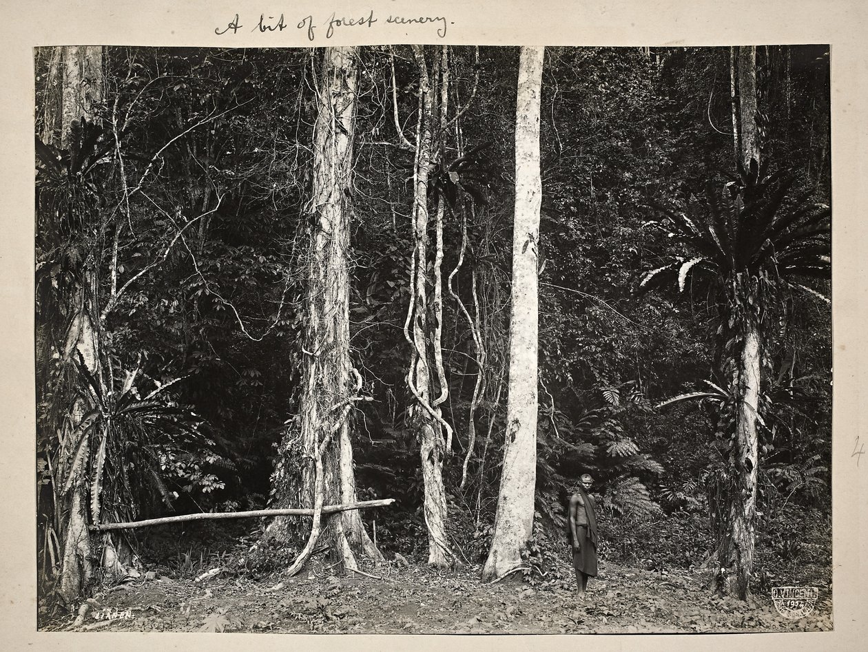 Lianen, eller klätterväxter, 1904 (platinaprint) av Carl Vincenti
