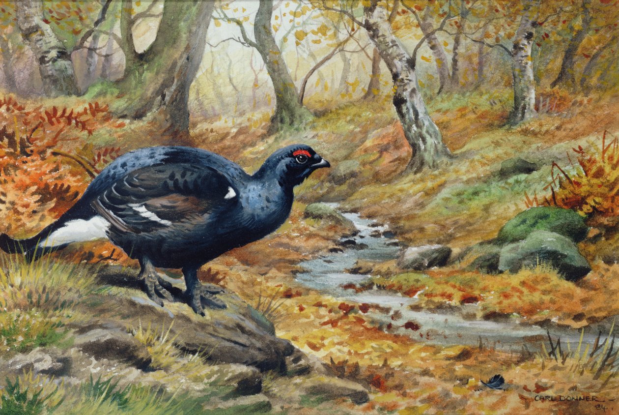 Black Cock Grouse vid en bäck (wc) av Carl Donner