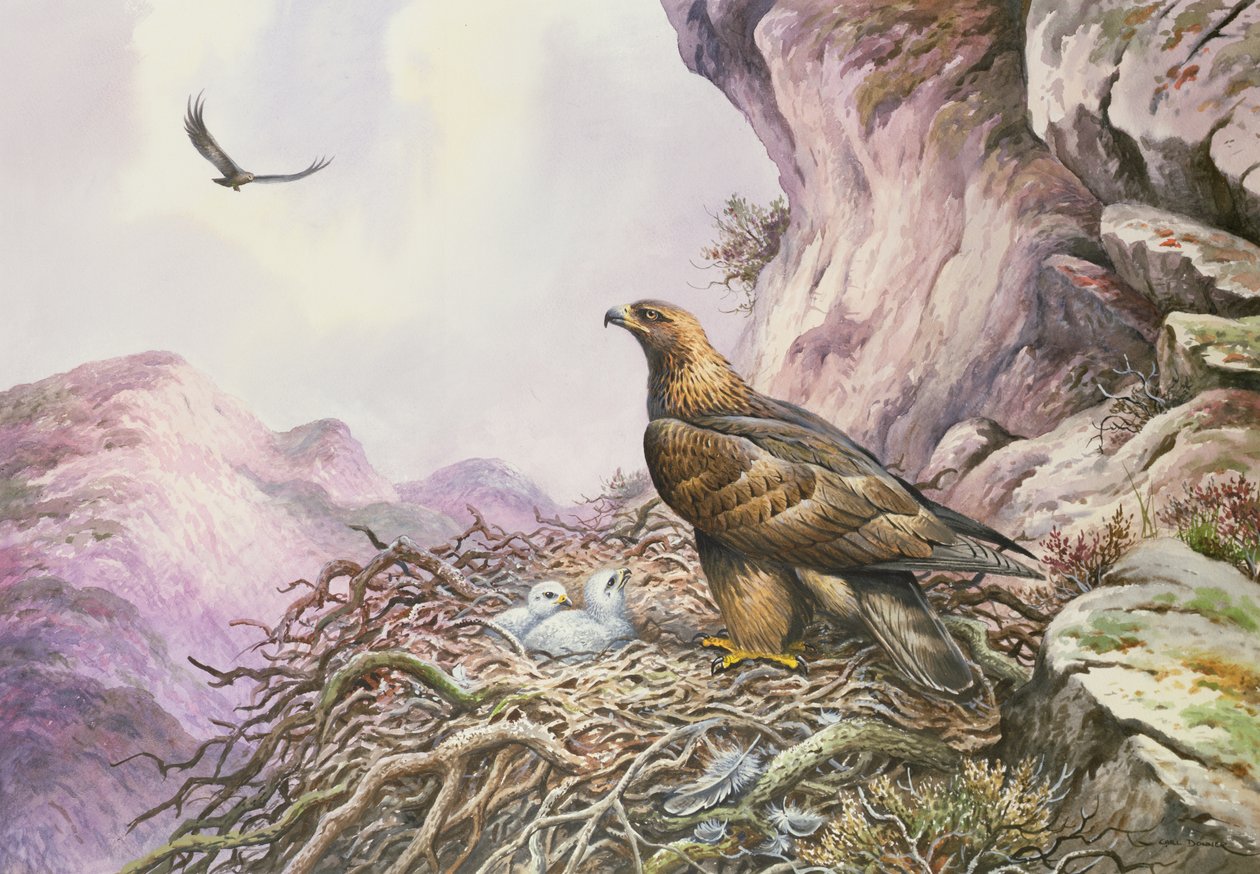 Golden Eagles på deras Eyrie (wc) av Carl Donner