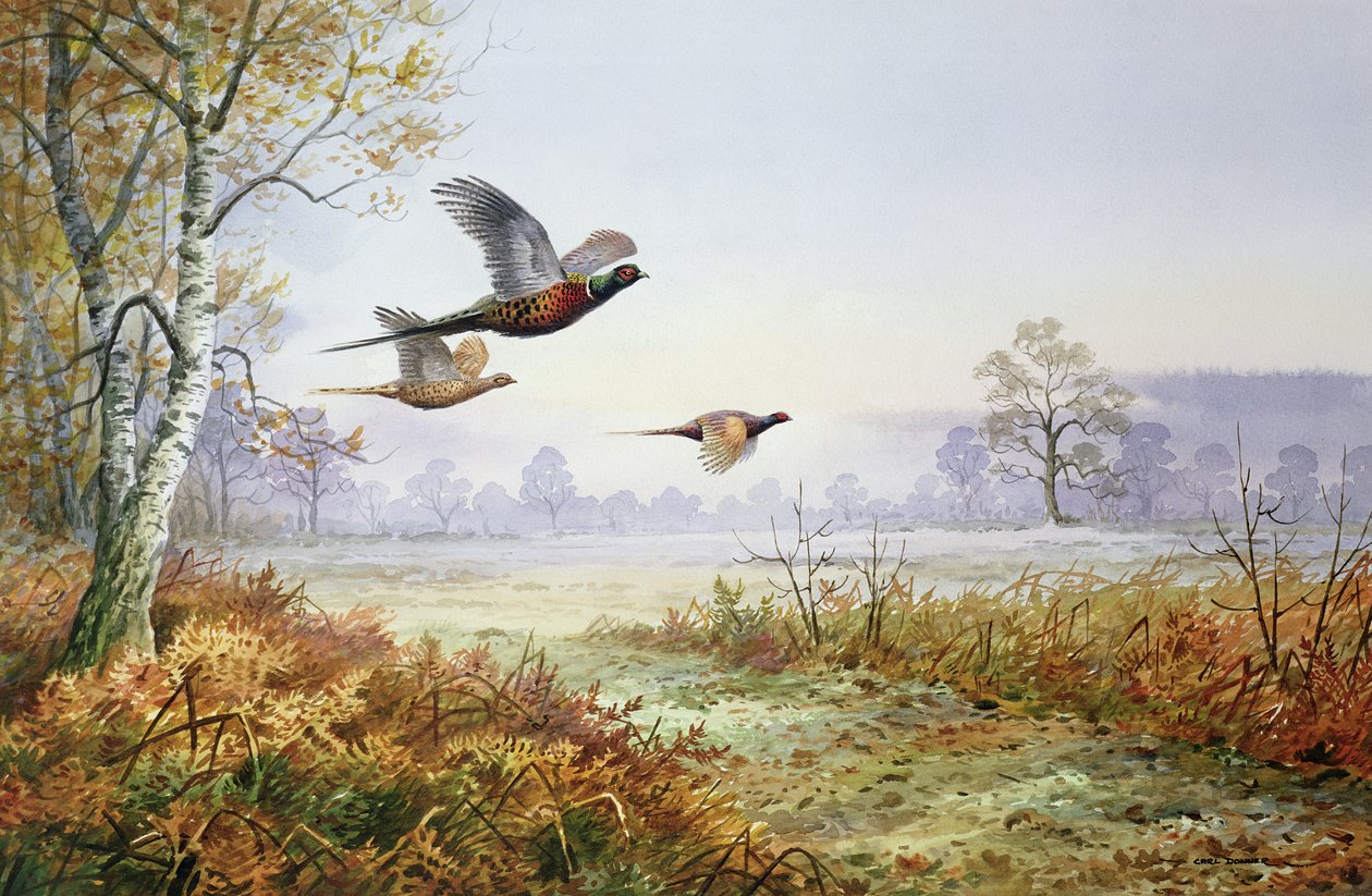 Fasaner under flygning (wc) av Carl Donner